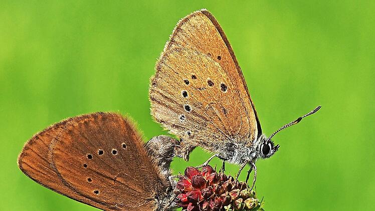 Dunkle Wiesenknopf-Ameisenbl&auml;ulinge