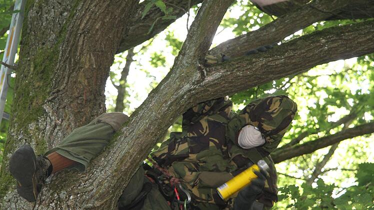Wenn die Raupen erst im sp&auml;teren Stadium entdeckt werden, k&ouml;nnen nur noch Baumkletterer helfen.Sonny Adam