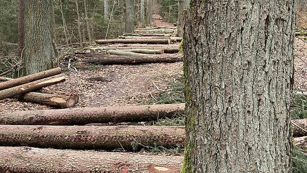 Wochenlang blockierten die St&auml;mme den beliebten Weg. Foto: Red