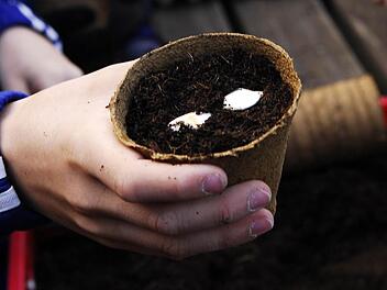 Zwei Kürbissamen in einem Töpfchen ganz normaler Gartenerde - ein bisschen Erde drüber, angießen, fertig!  Foto: Peter May