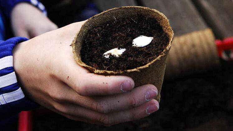 Zwei Kürbissamen in einem Töpfchen ganz normaler Gartenerde - ein bisschen Erde drüber, angießen, fertig!  Foto: Peter May