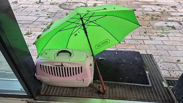 Tierheim N&uuml;rnberg verst&auml;ndnislos: Katze w&auml;hrend Unwetter einfach ausgesetzt