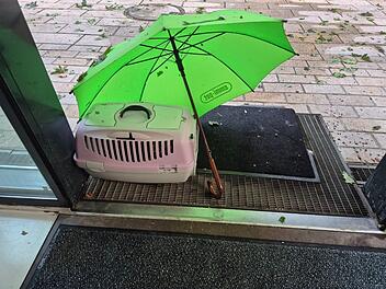 Tierheim N&uuml;rnberg verst&auml;ndnislos: Katze w&auml;hrend Unwetter einfach ausgesetzt