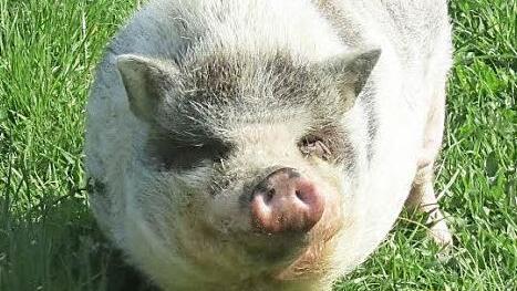 Im großen Garten fühlt sich Jolanda sichtlich wohl.  Foto: privat