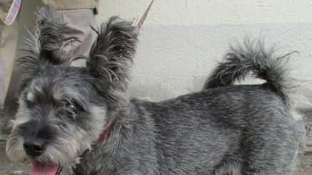 Tier der Woche: Wuschel, der wilde Opa