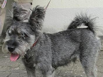 Tier der Woche: Wuschel, der wilde Opa