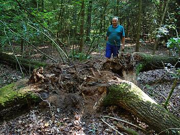 Gerhard Kupfer zeigt vier Eichenstämme, die der Blitz in alle Himmelsrichtungen gefällt hat. Fotos: Rainer Lutz