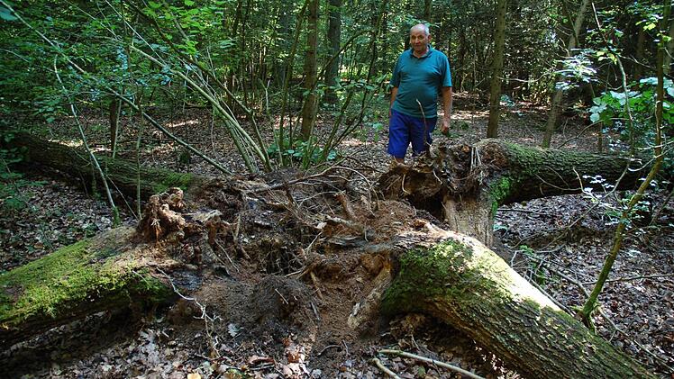 Gerhard Kupfer zeigt vier Eichenstämme, die der Blitz in alle Himmelsrichtungen gefällt hat. Fotos: Rainer Lutz