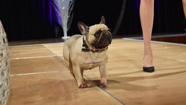 Unterstützung auf vier Pfoten bekamen die Models durch die französische Bulldogge Charlie. Foto: Daniela Pondelicek