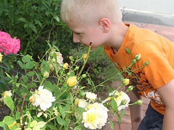 Schnell noch einmal an den Rosen riechen: Noah Görl (8) mag Kirschen aber noch lieber. Bei der Tag der offenen Gartentür waren am Sonntag Hunderte von Besuchern in Schirradorf unterwegs.  Fotos: Sonny Adam