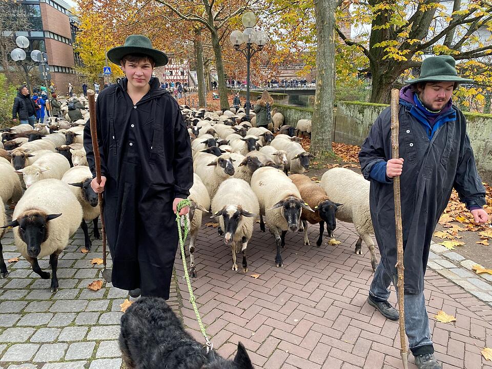 Hunderte Schafe ziehen durch Nürnberg - Naturspektakel in Bildern