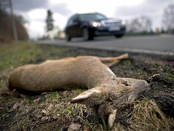 Die Wucht, mit der ein Reh bei Tempo 60 in ein Auto kracht, entspricht dem Gewicht eines Rindes. Foto: Archiv
