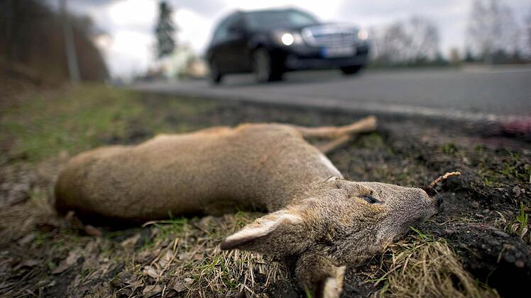 Die Wucht, mit der ein Reh bei Tempo 60 in ein Auto kracht, entspricht dem Gewicht eines Rindes. Foto: Archiv