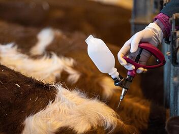 Stadt Bayreuth genehmigt Impfungen gegen die Blauzungenkrankheit Stadt Bayreuth genehmigt Impfungen gegen die Blauzungenkrankheit