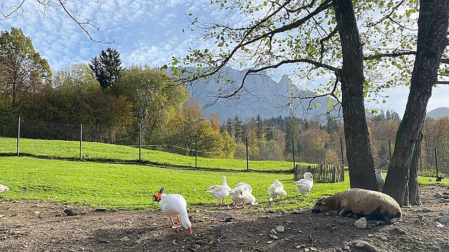 Auch Bauernhoftiere erwarten dich im Ebbser Zoo vor malerischer Bergkulisse.