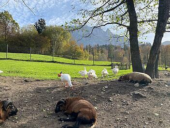 Auch Bauernhoftiere erwarten dich im Ebbser Zoo vor malerischer Bergkulisse.
