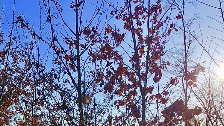 Gut gepflegter Jungbestand am Hetzleser Berg Foto: AELF Bamberg