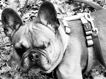 Tierheim Nürnberg: 2025 schon "den dritten Hund verloren"