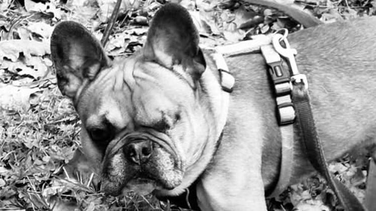 Tierheim Nürnberg: 2025 schon "den dritten Hund verloren"