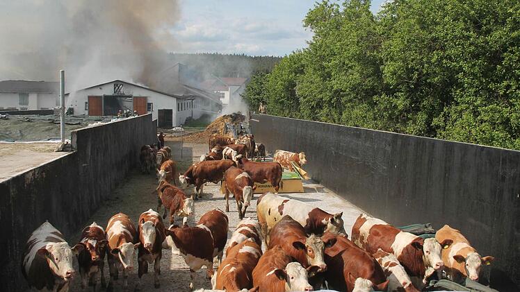 Kühe, die vor den Flammen gerettet werden konnten, wurden in einem leeren Fahrsilo in Sicherheit gebracht.Foto: Herbert Fischer