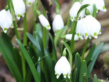 Im Februar erwachen die Märzenbecher. Foto: Jupp Schröder