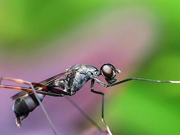 Die Frau hatte w&auml;hrend der Autofahrt eine Ameise auf dem Arm. Symbolfoto: Roverhate/pixabay.com