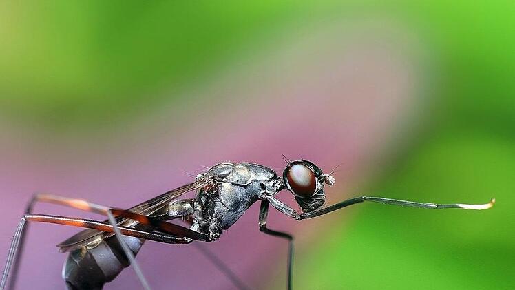 Die Frau hatte w&auml;hrend der Autofahrt eine Ameise auf dem Arm. Symbolfoto: Roverhate/pixabay.com