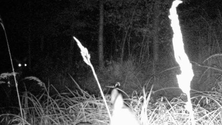 Hier stören die Grashalme etwas - aber die Rehe sind dennoch gut zu erkennen.