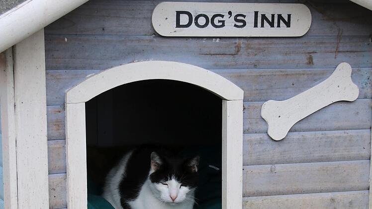 Viele Katzen leben in der Wannigsmühle und lassen sich durch fast nichts stören - auch nicht durch Aufschriften. Foto: Thomas Malz