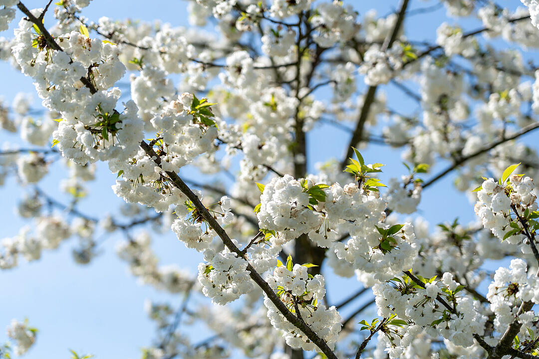 Wundersch&ouml;ne Naturfotos aus Bamberg.