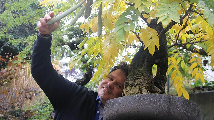 Guido Braun unter seinem Bonsai-Blauregen. Nur die Fruchtbohnen sind so groß wie in natura.