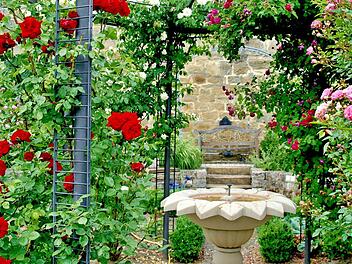Rosen über Rosen: Ein Blick in den historischen Grabengarten der Familie Schlegelmilch an der Zeiler Stadtmauer.  Fotos: Martin Schlegelmilch