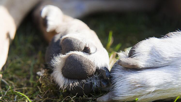 Der Hund lag in einem Gebüsch in Hof, jemand hat das Tier lieblos entsorgt. Die Finderin rief sofort die Polizei. Symbolfoto: FeeLoona/Pixabay.com
