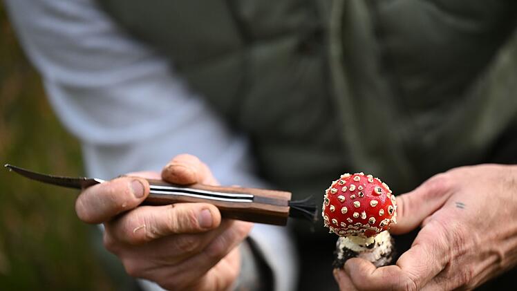 Mit einem Pilz-Influencer in den Pilzen