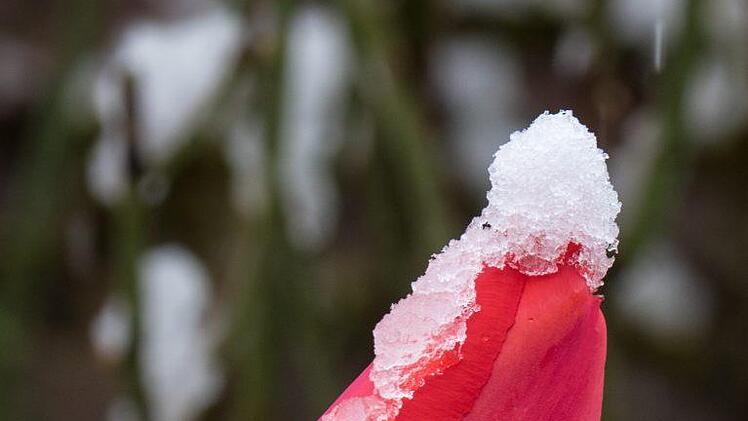 Schnee an Ostern in Bad Kissingen Foto: Hans Peter Reuß