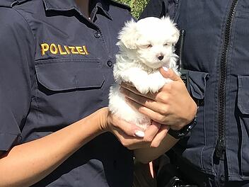 Tierheim Ansbach ist voll: Welpe aus illegalem Transport vor ungewisser Zukunft