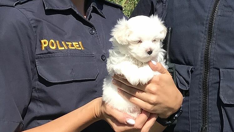 Polizei stoppt illegalen Welpenschmuggel: Baby-Hund vor ungewisser Zukunft