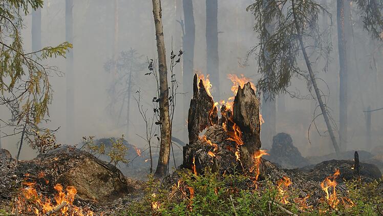 Landkreis Bamberg: Warnung vor hoher Waldbrandgefahr - Was Sie jetzt beachten müssen