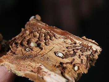Dieses Stück Holz ist mit Borkenkäfern befallen. Fotos: Sylvia Hubele