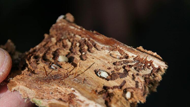 Dieses Stück Holz ist mit Borkenkäfern befallen. Fotos: Sylvia Hubele