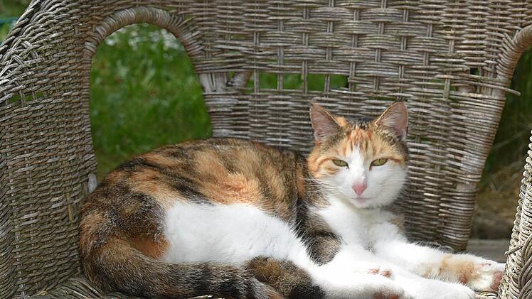 Die "Samtpfoten" mag nicht jeder, vor allem nicht, wenn sie wild streunen. In Niederfüllbach sorgen Verunreinigungen auf dem Friedhof für Unmut. Foto: Gabi Arnold