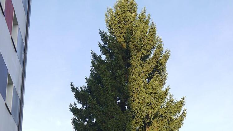 Gestern  hat das  Team des städtischen Bauhofs den  Weihnachtsbaum auf den Neustadter Marktplatz gebracht.Berthold Köhler