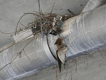 Ein Turmfalke hat sich mit dem Fuß in einer Plastikschnur verfangen und hing tot aus dem Nest. Jan Ebert
