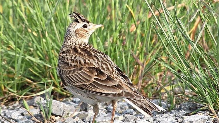 Die Feldlerche, der Vogel des Jahres 2019, ist bedroht. Foto: Oskar Jungklaus