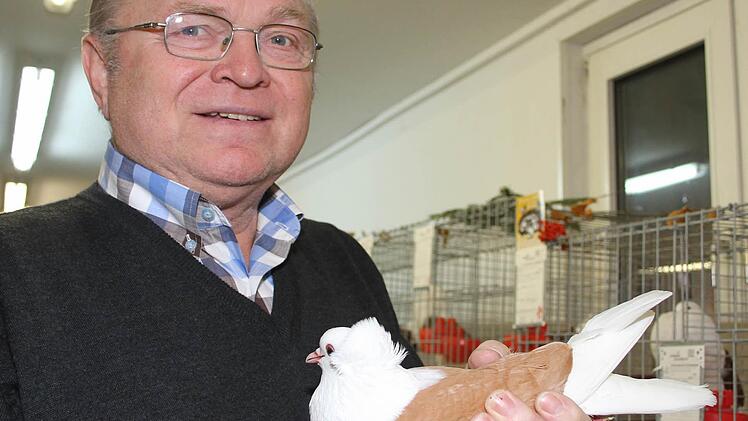 Hans Stübinger (67) züchtet Kropftauben und Schildtauben.