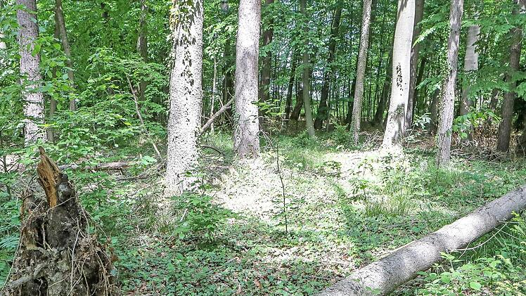 Umgestürzte Fichten sind Brutstätten für Borkenkäfer.