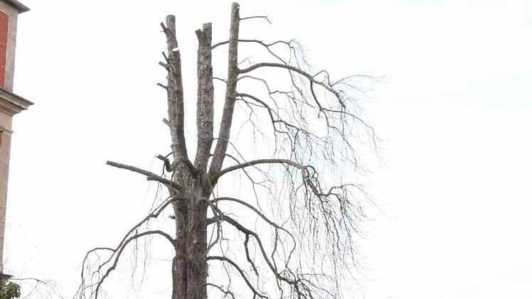 Laut Wack ebenfalls kritikwürdig: Dieser Baum auf einem Privatgrundstück.