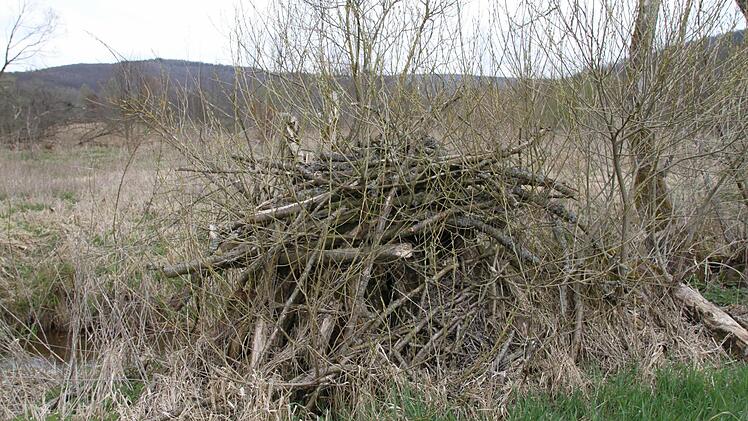 Hier lagern die Biber wohl ihre Bauvorräte.