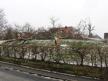 Die gefällten Bäume auf dem jüdischen Friedhof sorgten für Wirbel. Für die Verwaltung stellten diese  eine Gefahrenquelle dar. Eine Ersatzbepflanzung soll vorgenommen werden.Veronika Schadeck