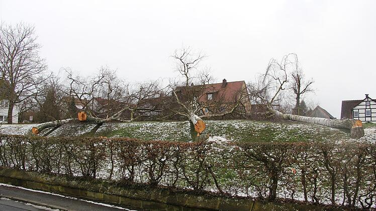 Die gefällten Bäume auf dem jüdischen Friedhof sorgten für Wirbel. Für die Verwaltung stellten diese  eine Gefahrenquelle dar. Eine Ersatzbepflanzung soll vorgenommen werden.Veronika Schadeck